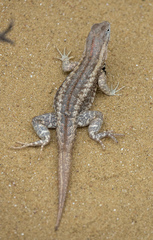 Microlophus bivittatus