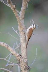 Lepidocolaptes angustirostris