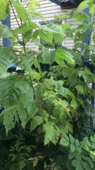 Contarinia negundinis