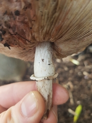 Agaricus