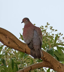 Patagioenas cayennensis