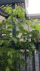 Contarinia negundinis