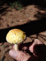 Amanita muscaria guessowii