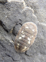 Ischnochiton comptus