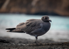 Leucophaeus fuliginosus