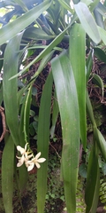Prosthechea radiata