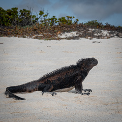 Amblyrhynchus cristatus
