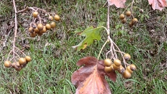 Torminalis glaberrima