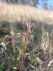 Lilium pumilum