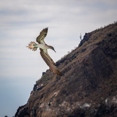 Sula nebouxii excisa