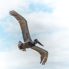 Pelecanus occidentalis urinator