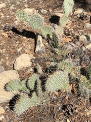 Opuntia polyacantha polyacantha