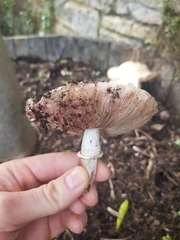 Agaricus