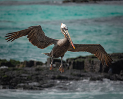 Pelecanus occidentalis urinator