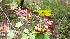 Torminalis glaberrima