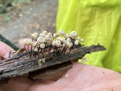 Marasmius rotula