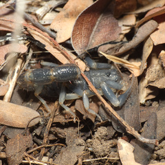 Uroplectes flavoviridis