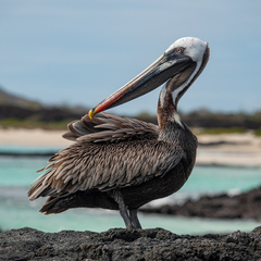 Pelecanus occidentalis urinator
