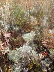 Artemisia sericea