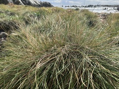 Trichophorum cespitosum