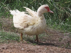 Cairina moschata domestica