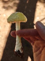 Amanita muscaria guessowii