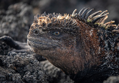 Amblyrhynchus cristatus