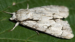 Acronicta psi