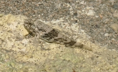 Bathygobius soporator