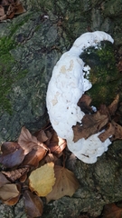 Trametes gibbosa