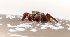 Grapsus grapsus