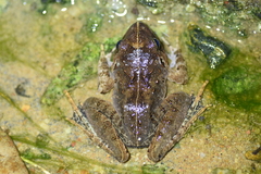 Limnonectes malesianus