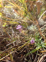 Polygala hybrida