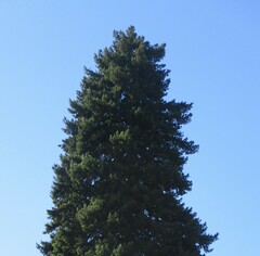Pseudotsuga