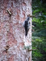 Picoides tridactylus