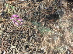 Astragalus versicolor