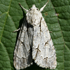 Acronicta psi