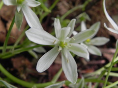 Ornithogalum