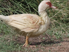 Cairina moschata domestica