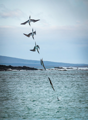 Sula nebouxii excisa