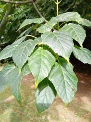 Acer davidii
