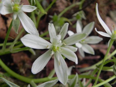Ornithogalum