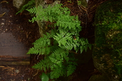 Cystopteris fragilis