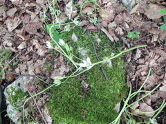 Ornithogalum
