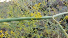 Peucedanum junceum