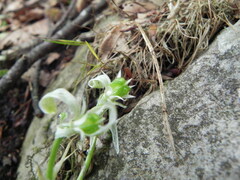 Ornithogalum