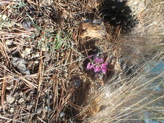 Astragalus versicolor