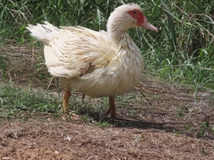 Cairina moschata domestica