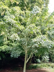 Acer davidii