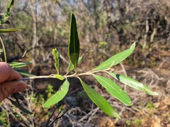 Olea europaea cuspidata
